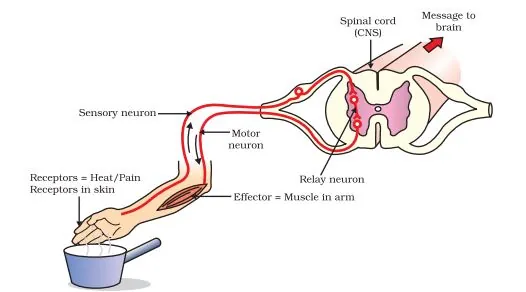Reflex arc